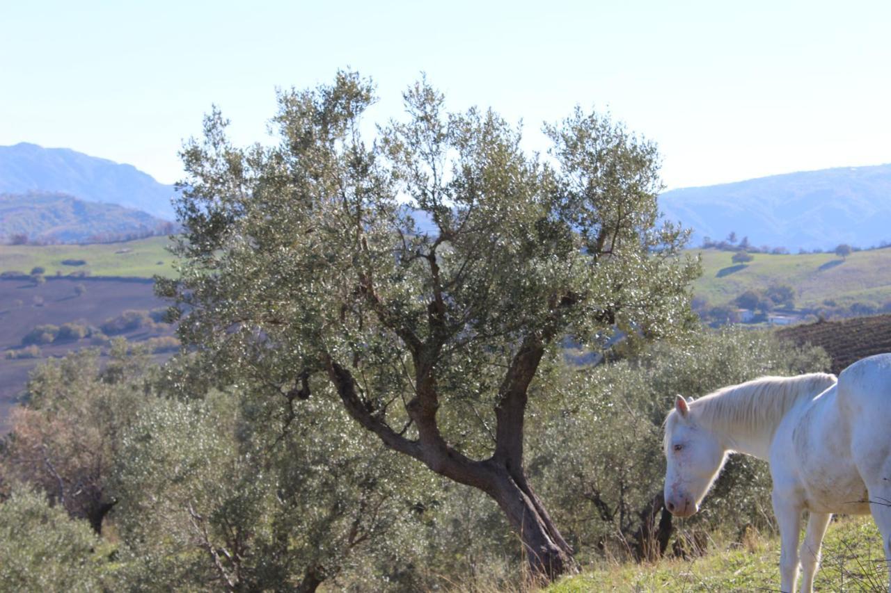 Calopezzati Villa El Sa المظهر الخارجي الصورة